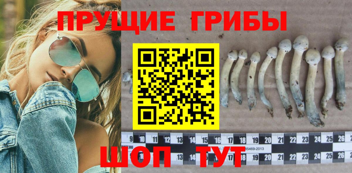 Псилоцибиновые грибы Psilocybe Валуйки